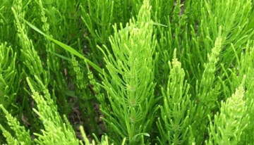 back-horsetail