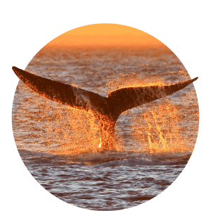 Спасаем гренландского кита