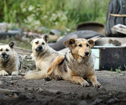 Волонтеры из Новосибирска отправляются спасать Якутск от бездомных животных