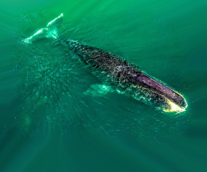 Павел Макаров: «Когда видишь людей с большой буквы, которые горят своим делом, сомнений не остается: мы сделаем все возможное, чтобы сохранить гренландских китов!»
