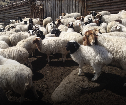 Скотовод из Тывы получит компенсацию за убитый снежным барсом скот