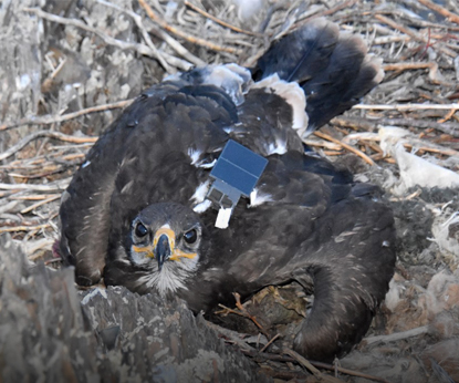 Защищаем степного орла: результаты сезона-2023