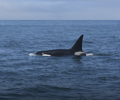 Стартовала новая экспедиция по сохранению гренландского кита
