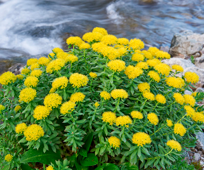 Дары Сибири: родиола розовая
