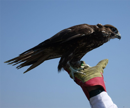 При поддержке Siberian Wellness построен и готов к работе первый в заповедной системе России облеточник для соколов-балобанов.