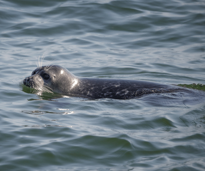 Сохраним каспийского тюленя в Казахстане: Siberian Wellness поддержала новый международный проект