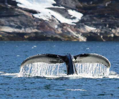 Siberian Wellness поддержала работы по изучению редких «гренландцев» Охотского моря