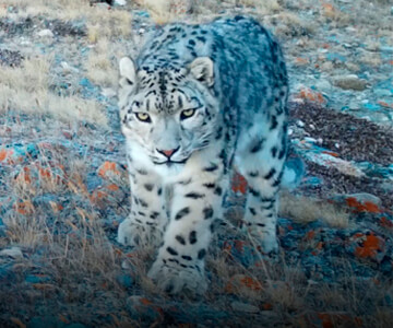 Экспедиция Сайлюгемского нацпарка и WWF России определила самого фотогеничного снежного барса 2021 года