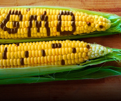 Месть ГМО и проклятие Monsanto