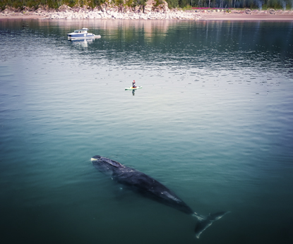 Услышим гренландских китов: итоги экспедиции
