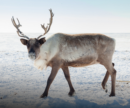 Грустные новости: ученые подвели итоги учета лесного северного оленя