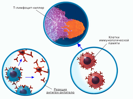 Что такое стойкий иммунитет